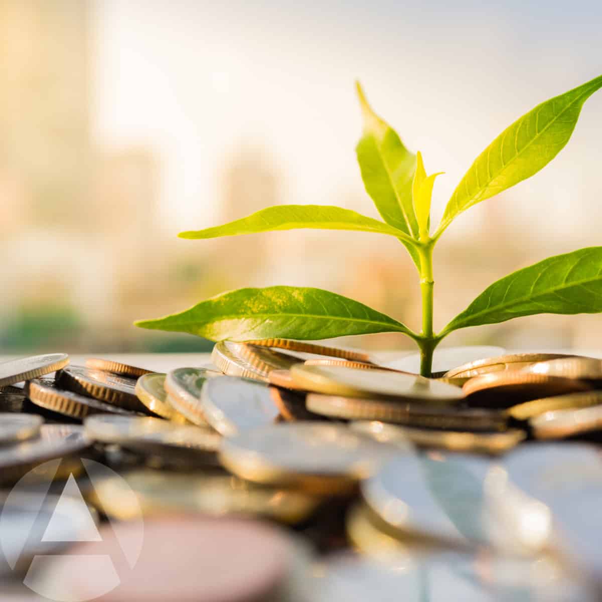 A money tree growing out of a pile of coins to illustrate building wealth by investing with limited funds in your IRA.